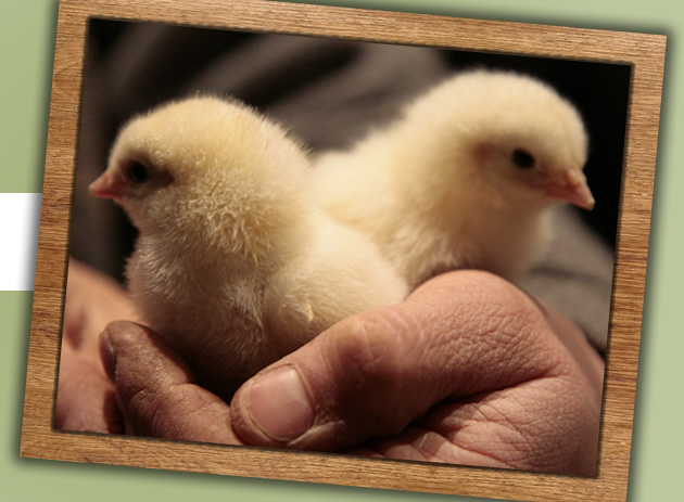Two chicks from Manor Farm, Ilminster, Somerset